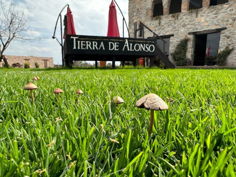 Vendimia tierra de alonso 2024