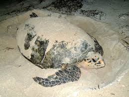 Tortuga liberació yucatan