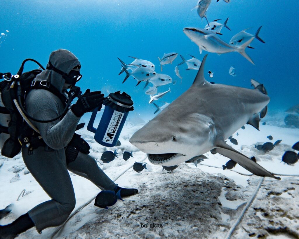 🦈 ¡Llega la primera edición del Festival del Tiburón Toro a Playa del Carmen!